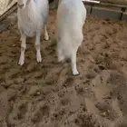 للبيع خروفين طيبه وسمان ونظيفه