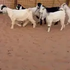 تيوس وجفار طيبه