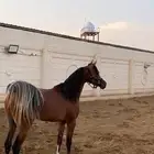 مهر فاااخر