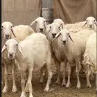 10 ضان صفر دفيع