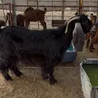 عنز عارضيه