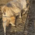 للبيع عناق وعنز دافع