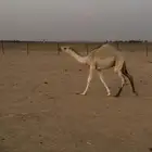 قعود