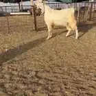 تيس مطور