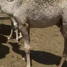 قعدان