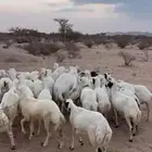 غنم رخال رفيديات