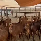 للبيع معزا 15 راس بالفحل