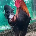 دجاج عربي ترثه اصيل .. سلالة نقية الدم