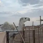 مفرود للبيع