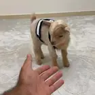 ماعز قزم
