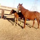 حمراء ( تم البيع )