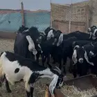 للبيع معزاء عوارض