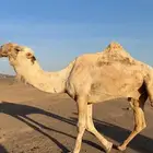 للبيع جمل رماني على فهيام الفصام