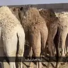 حشو للبيع طيبات