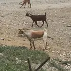 تيس