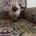 قطه