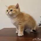 كتن قطط سكوتش