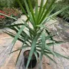 تنسيق حدائق وشبكات الري