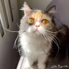 قطه تبني