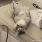 قط للتبني