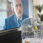 عصافير الحب 6