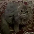 قط سكوتش ستريت لونق هير