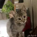 قطة للتبني