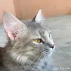 قطة شيرازية