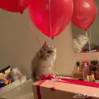 قط للتبني العاجل مع كامل ملحقاته