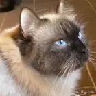 قطة للتبني في جده