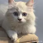 للتبني