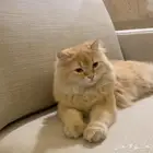 قط للتبني