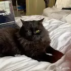 قط بيت ذكر اسود تبني