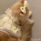 قطه للتبني