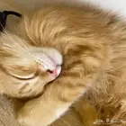 قط شيرازي