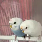 عصافير الحب البادجي