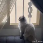 قط لتبني