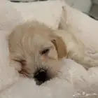 للبيع كلب مكس بودل و مالتيز