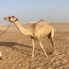 هجن بنت شاهين بن عفيشه ومتلي