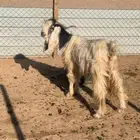 تيس عارضي شرط القريع