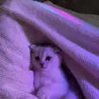 سكوتش فولد سلفر