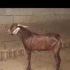 حلال