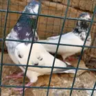 حمام باكستاني