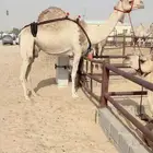 خلفه تحتها بكره على مرفوق
