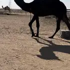 قعود لقي مجهم