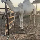 وضحا لقحه كفو