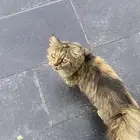 قطه بيت موجوده اكثر من ست شهور شكلها ضايعه للي يبحث عنها