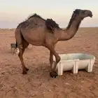 للبيع بكرة صفراء دبيانية توها دخلت حقه