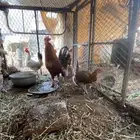 الدجاج العدد 3 تم البيع