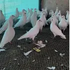 30 جوز حمام فرنسي
